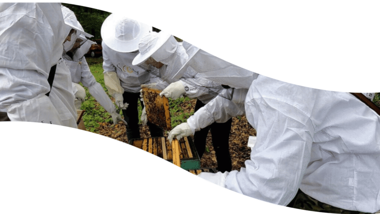 Łodzianie uczą się pszczelarstwa