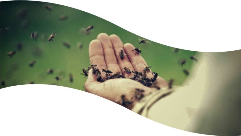 Z miłości do pszczelarstwa