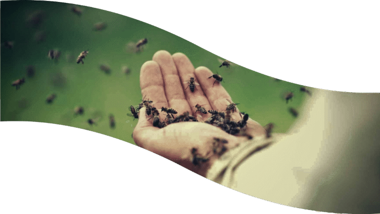 Z miłości do pszczelarstwa