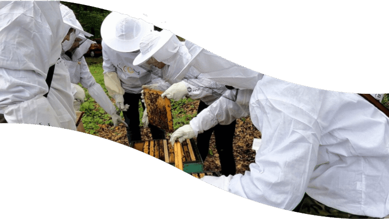 Łodzianie uczą się pszczelarstwa